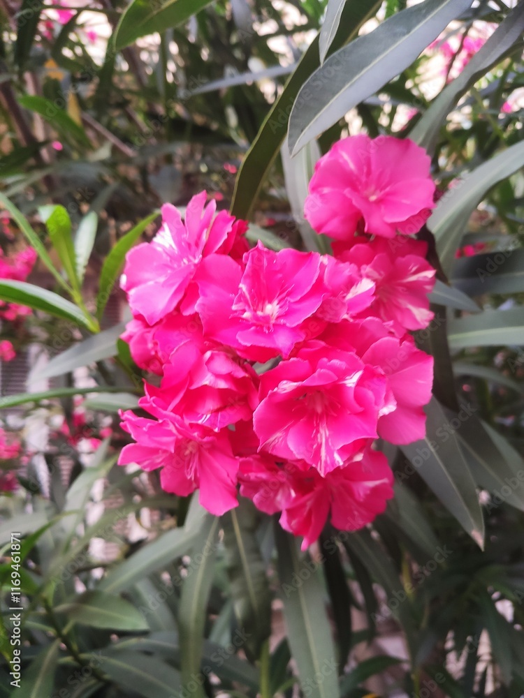 Fototapeta premium pink flowers in the garden