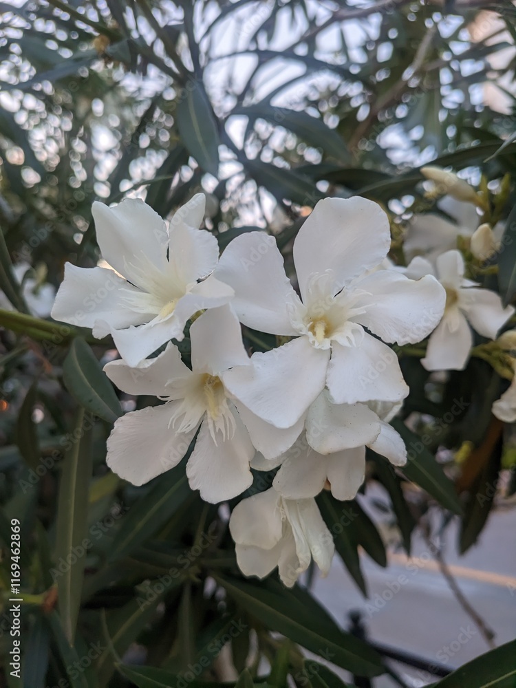 Obraz premium apple tree blossom