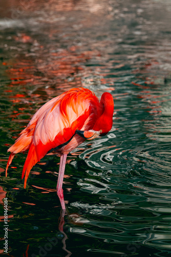 Graceful Pink Flamingos Cleaning Feathers in a Lush Natural Habitat. High quality photo photo