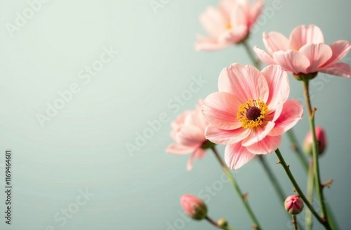 Delicate pink flowers in bloom against a soft pastel background with ample copy space
Concept: nature, flowers, beauty, spring, elegance