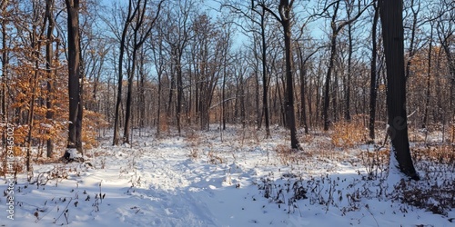 Snowy Winter Path Through L...