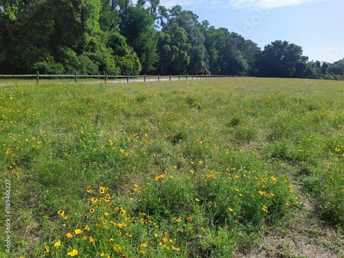 meadow with flowers