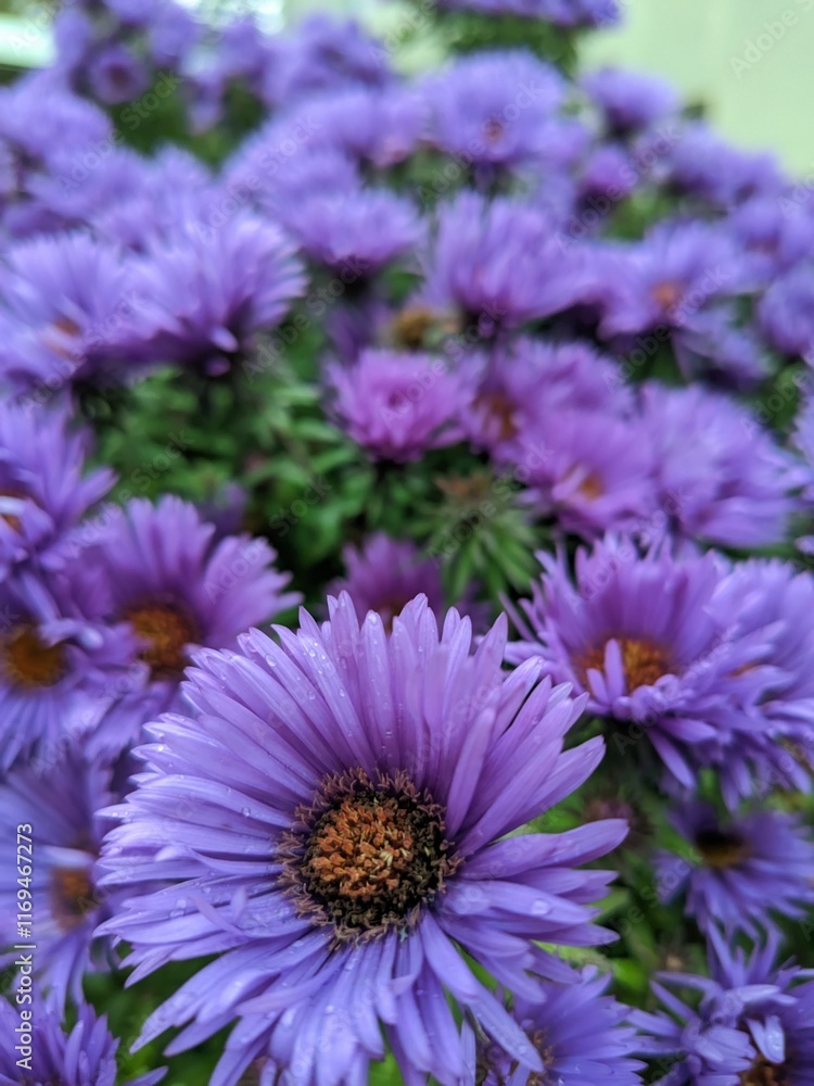 Obraz premium chrysanthemum flowers