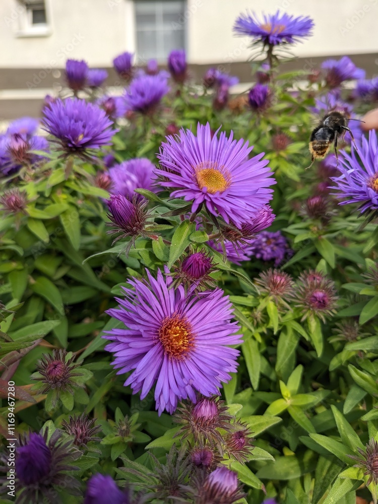 Obraz premium flowers in the garden