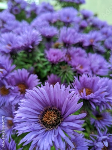 chrysanthemum flowers