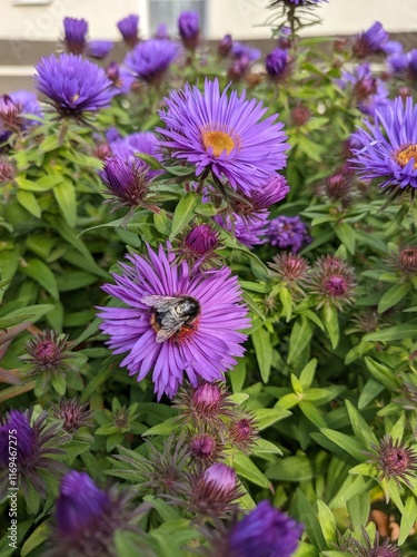 flowers in the garden