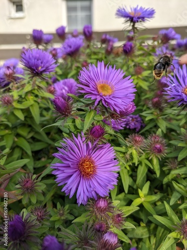 flowers in the garden