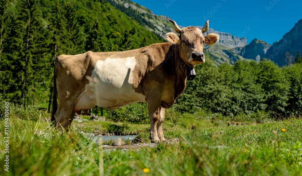 Cow on mountains. Cows on alps meadow. Cows farm nature. Cattle eating grass, grazing on pasture. Herd of cows on an agricultural farm. Cow on lawn. Cow grazing on green meadow. Holstein cow. Cow on mountains. Cows on alps meadow. Cows farm nature. Cattle eating grass, grazing on pasture. Herd of cows on an agricultural farm. Cow on lawn. Cow grazing on green meadow. Holstein cow.