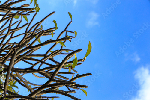 Close up top of the frangipani or Plumeria alba tree with blue sky background. photo