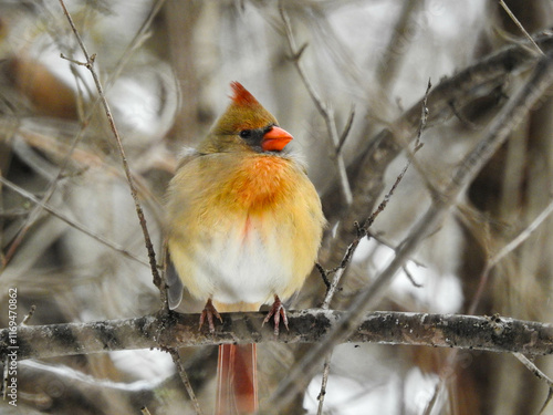 Female cardinal providing a pop of colour on an otherwise grey winter's day photo