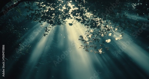 Sunlight breaking through tree branches in a tranquil forest setting
