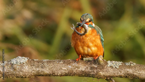 Eisvogel war erfolgreich bei der Jagd