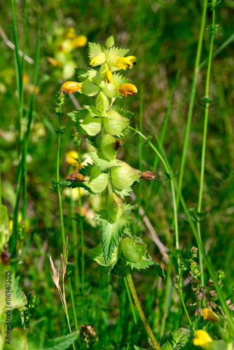 Zottiger Klappertopf // European yellow-rattle (Rhinanthus alectorolophus) photo