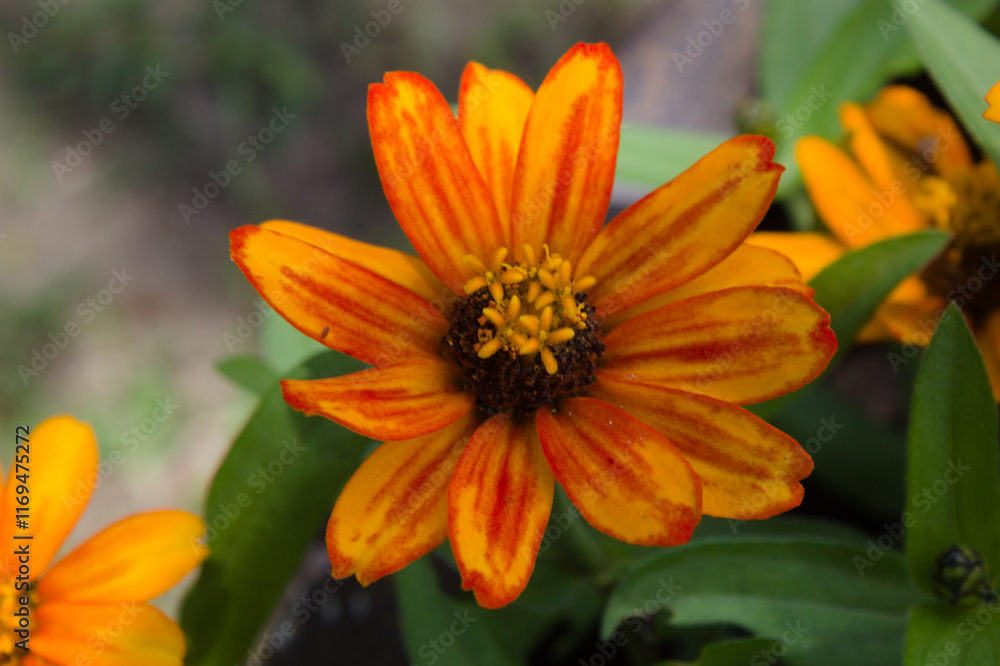 Colorful and vibrant flower found in a garden Colorful and vibrant flower found in a garden