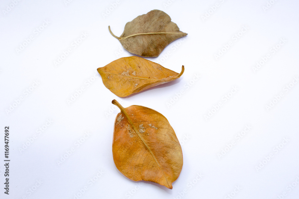 Naklejka premium Dry leaf fallen from an old tree