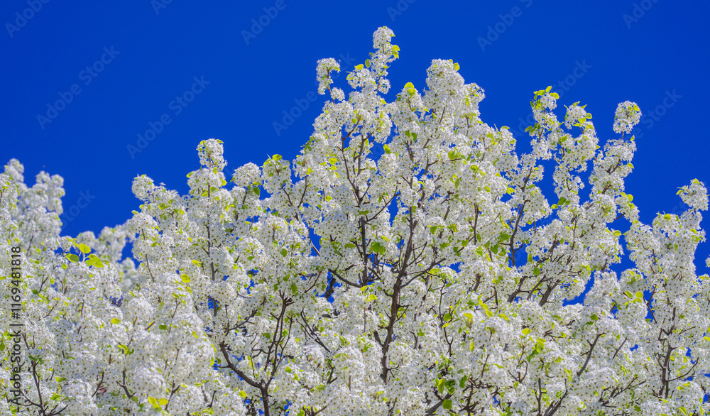 Branches of blossoming cherry on blue sky background. Spring photo of blossom spring nature. White flowers the fruit tree. Cherry blossoms white flowers against a blue sky. Branches of blossoming cherry on blue sky background. Spring photo of blossom spring nature. White flowers the fruit tree. Cherry blossoms white flowers against a blue sky.