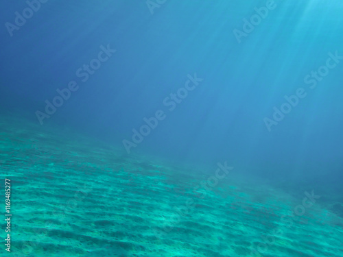 Wallpaper Mural The sun shines through water, casting mottled light and shadow, intertwined with countless bubbles underwater, like a dance of light. Various aquatic, fish swimming in water in Mediterranean sea. Torontodigital.ca