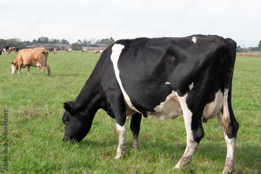 Cows graze on the pasture of the farm. Agriculture. Cattle breeding. Cows graze on the pasture of the farm. Agriculture. Cattle breeding.