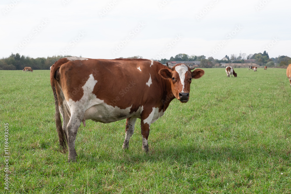 Cows graze on the pasture of the farm. Agriculture. Cattle breeding. Cows graze on the pasture of the farm. Agriculture. Cattle breeding.