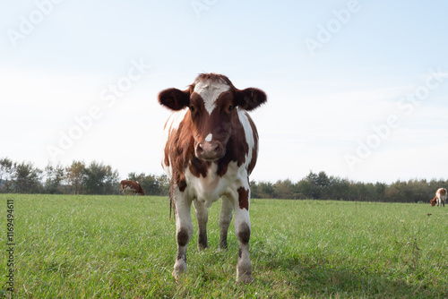 Cows graze on the pasture of the farm. Agriculture. Cattle breeding.