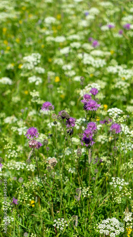 Fototapeta premium Meadow with wildflowers. Lilac cornflower meadow and white yarrow on background of green grass. Vertical image