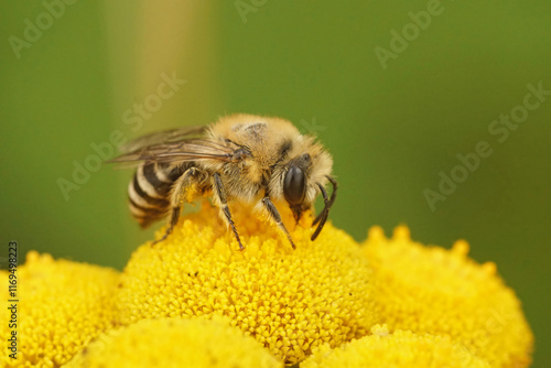 Closeup on a small Cellophane solitary bee, Colletes daviesanus on a yellow flower of it's host plant, Tansy or Tanacetum vulgare photo