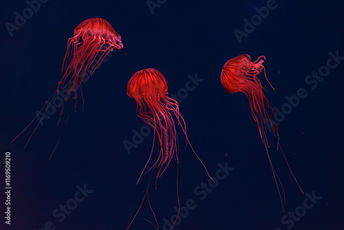 Group of fluorescent jellyfish swimming underwater aquarium pool with neon light. Japanese sea nettle chrysaora pacifica in blue water, ocean. Theriology, biodiversity, undersea life, aquatic organism photo