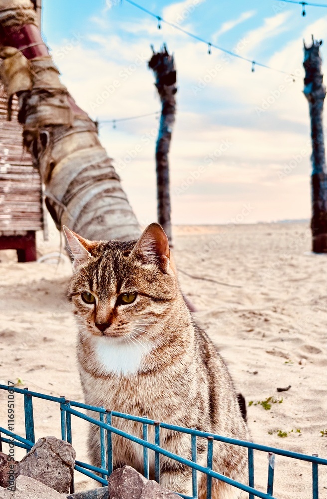 Obraz premium cat on the beach