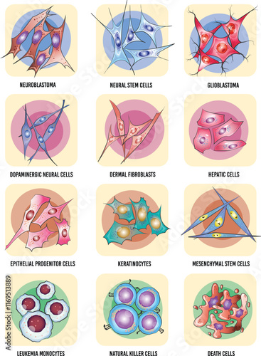 Illustration of Various Human Cell Types for Medical and Biological Research