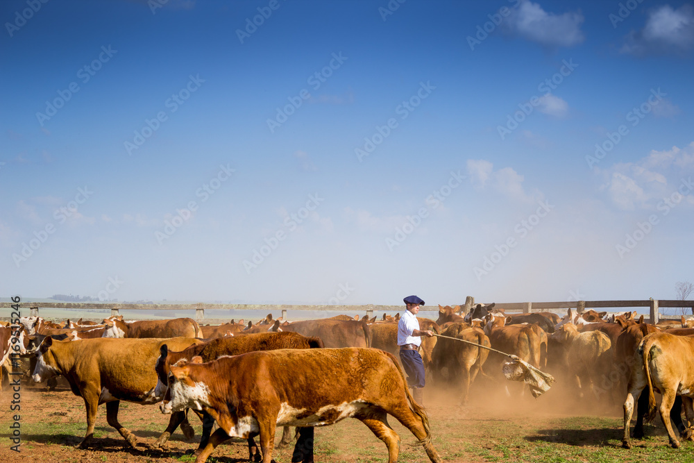 Obraz premium Fotos diversas, paisagem, campo, churrasco