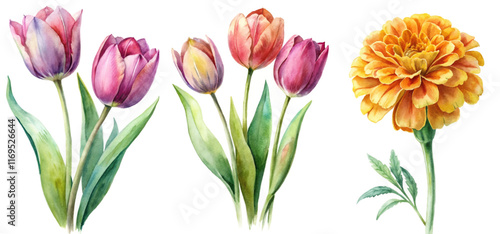 Vibrant watercolor flowers, tulips and marigold, botanical illustration, floral design, nature art, colorful blooms.