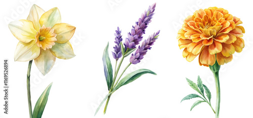 Vibrant watercolor flowers, daffodil and lavender, marigold arrangement, botanical illustration, nature-inspired decor.
