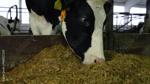 cow eats feed on a farm