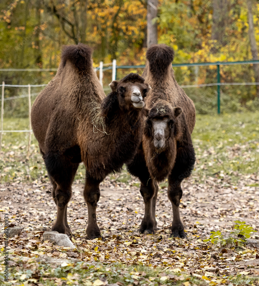 Obraz premium Bactrian Camels Stand Against Backdrop Of Trees In Autumn
