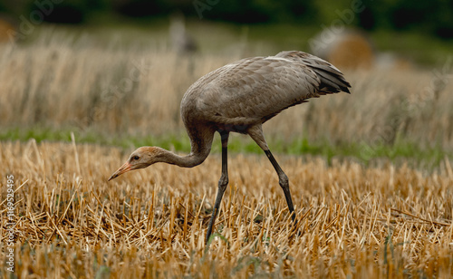 Grey Crane Chick In Field Stands Tall, Observing Surroundings With Curiosity photo