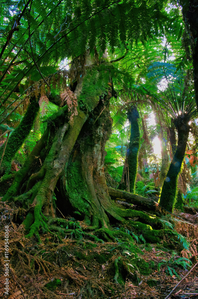 Fototapeta premium Dark fantasy forest with moss-covered roots and tree trunk, and giant ferns 
