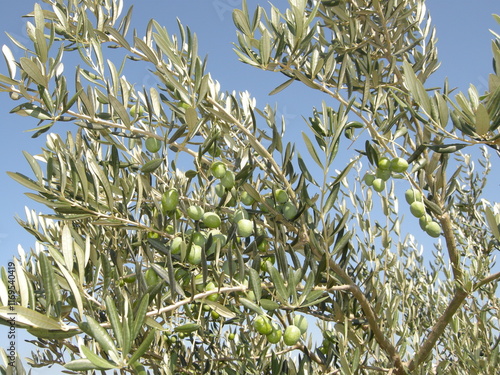 Wallpaper Mural Olive tree against blue sky Torontodigital.ca