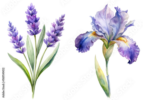 Watercolor floral illustration, lavender and iris flowers, botanical art, vibrant colors, nature-inspired design.