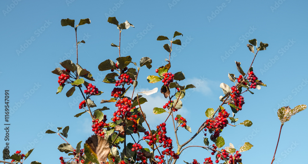 Red rowan berries on branches in bunches among leaves on blue sky background in autumn, October. Low angle view. Red rowan berries on branches in bunches among leaves on blue sky background in autumn, October. Low angle view.