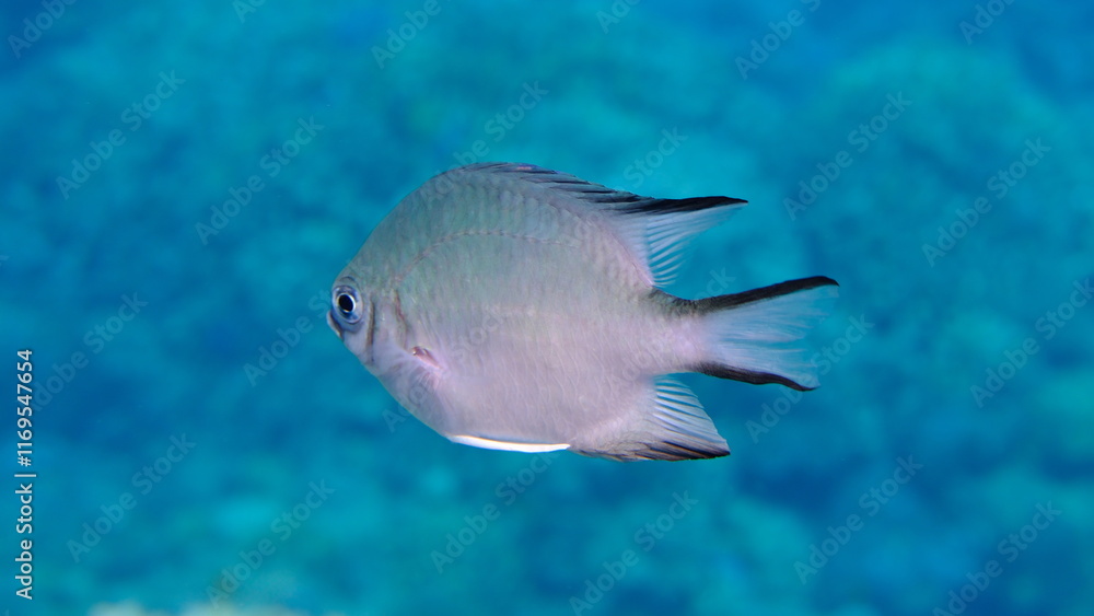 Naklejka premium Maldives damselfish (Amblyglyphidodon indicus) undersea, Red Sea, Egypt, Sharm El Sheikh, Montazah Bay