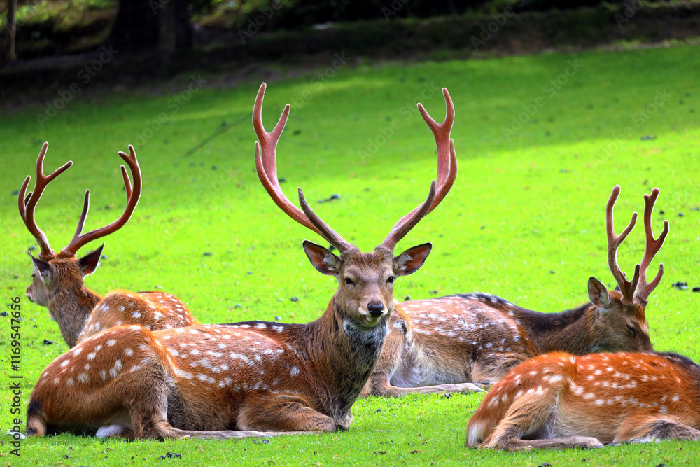 Fallow deer in the Austrian Alps, Europe. Fallow deer in the Austrian Alps, Europe.