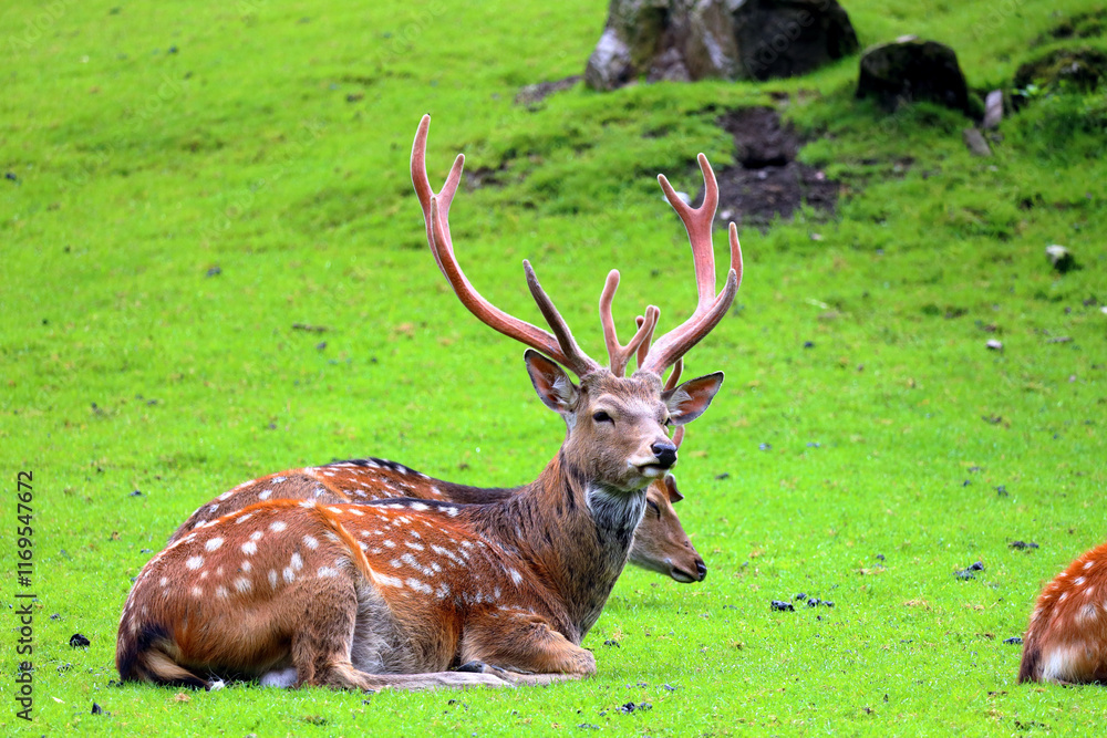 Naklejka premium Fallow deer in the Austrian Alps, Europe.