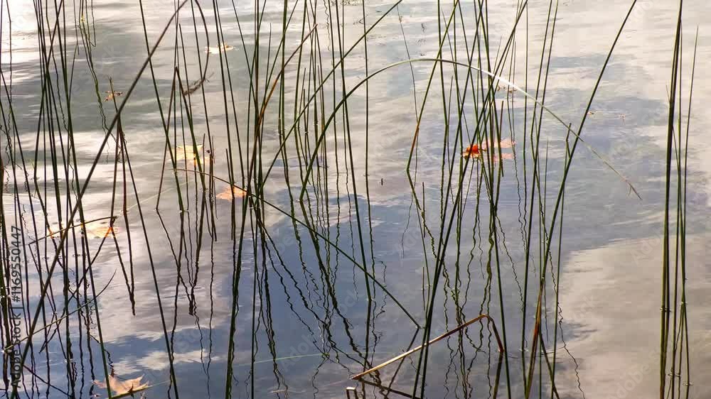 reeds in the water reeds in the water