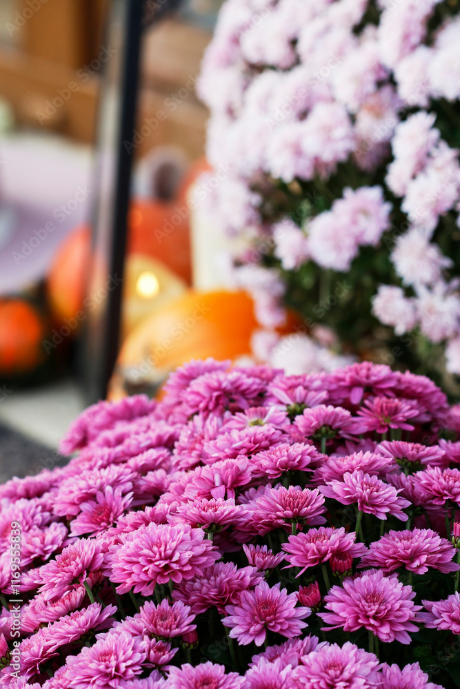 Beautiful chrysanthemum flowers - pink floral background.