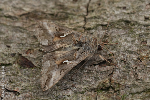 Closeup on a Silver Y owlet moth, Autopgrapha gamma on a peice of wood photo