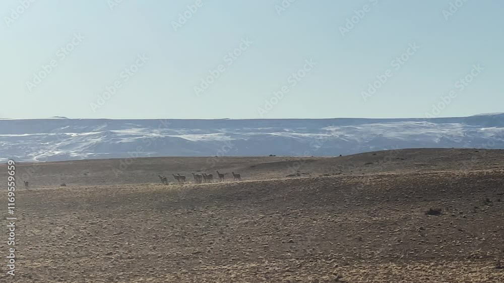 A herd of Guanaco llamas grazes and gallops across the pampa in Patagonia, El Calafate, Argentina A herd of Guanaco llamas grazes and gallops across the pampa in Patagonia, El Calafate, Argentina