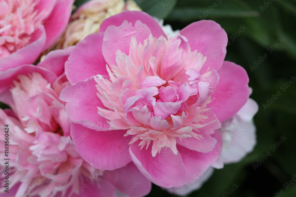 Fototapeta premium pink peony flower
