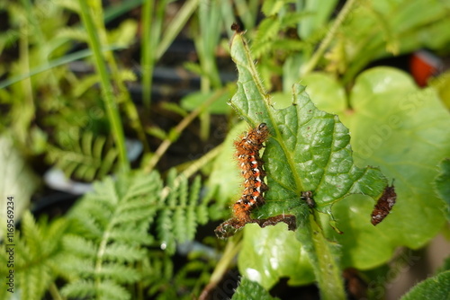 Ruby tiger moth caterpillar eating a green leaf in the garden photo