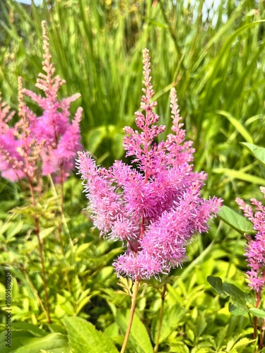 Blooming Astilbe arendsii Hyazinth in the summer flower garden. an unusual fluffy flower with a crimson pink inflorescence. Flower background. photo