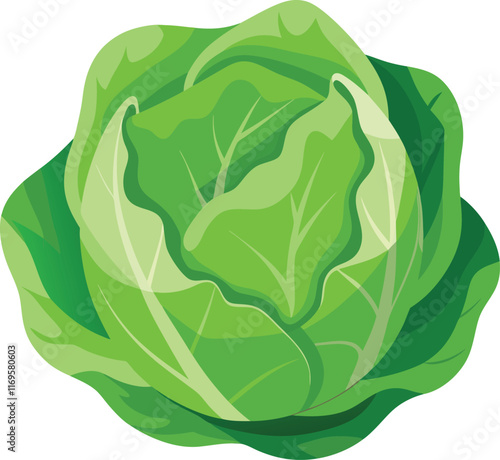 Cabbage in cartoon style on a white background. Vector illustration.